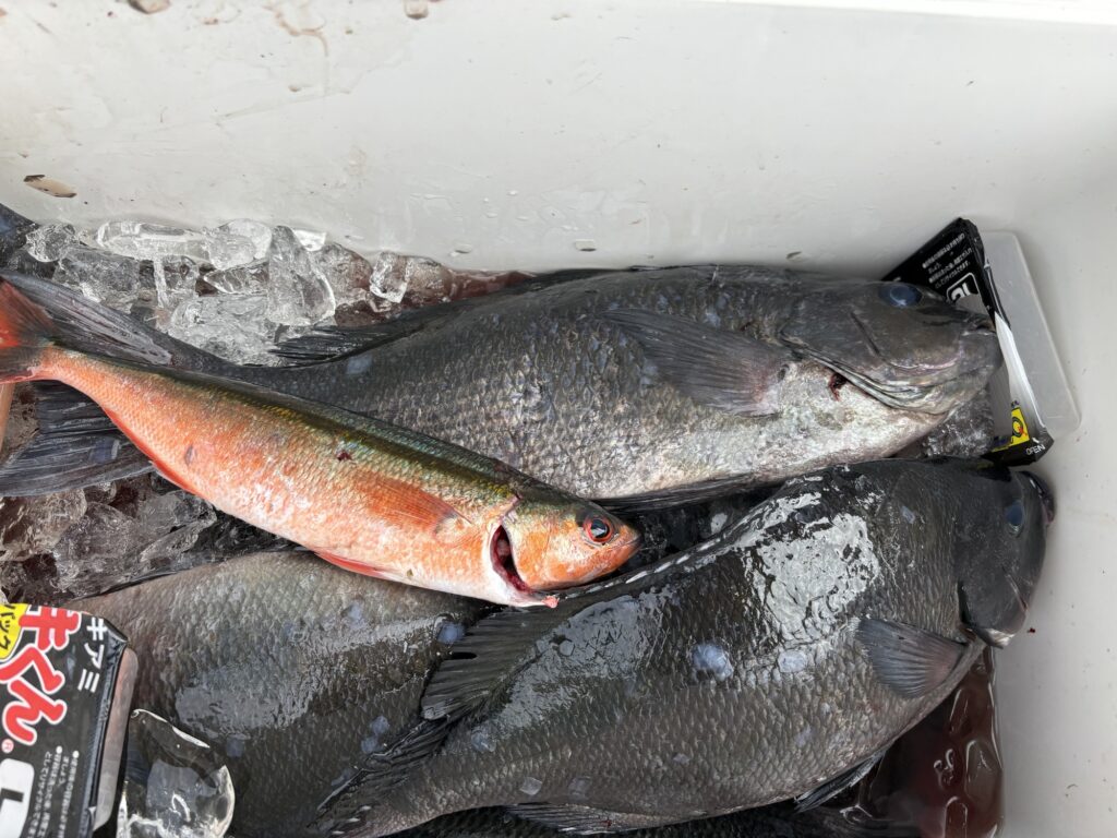 2024年6月 月間釣果情報｜五島列島・福江島｜天水・五島福江島｜瀬渡し船