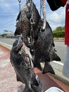 五島イシガキダイ