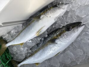 ヒラマサ