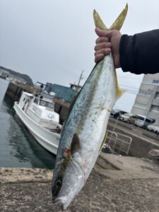 ヒラマサ