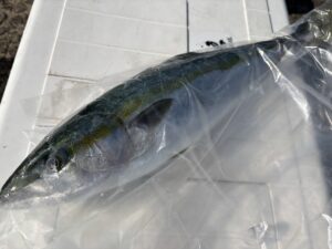 ヒラマサ