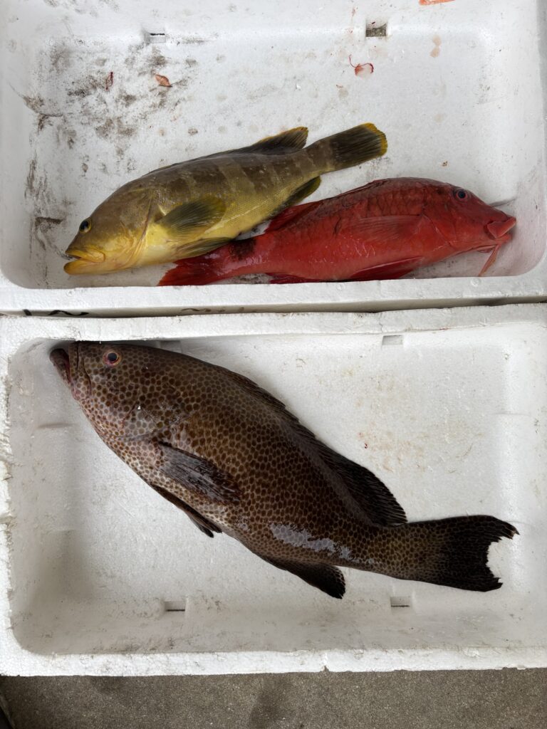 根魚