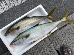 ヒラマサ